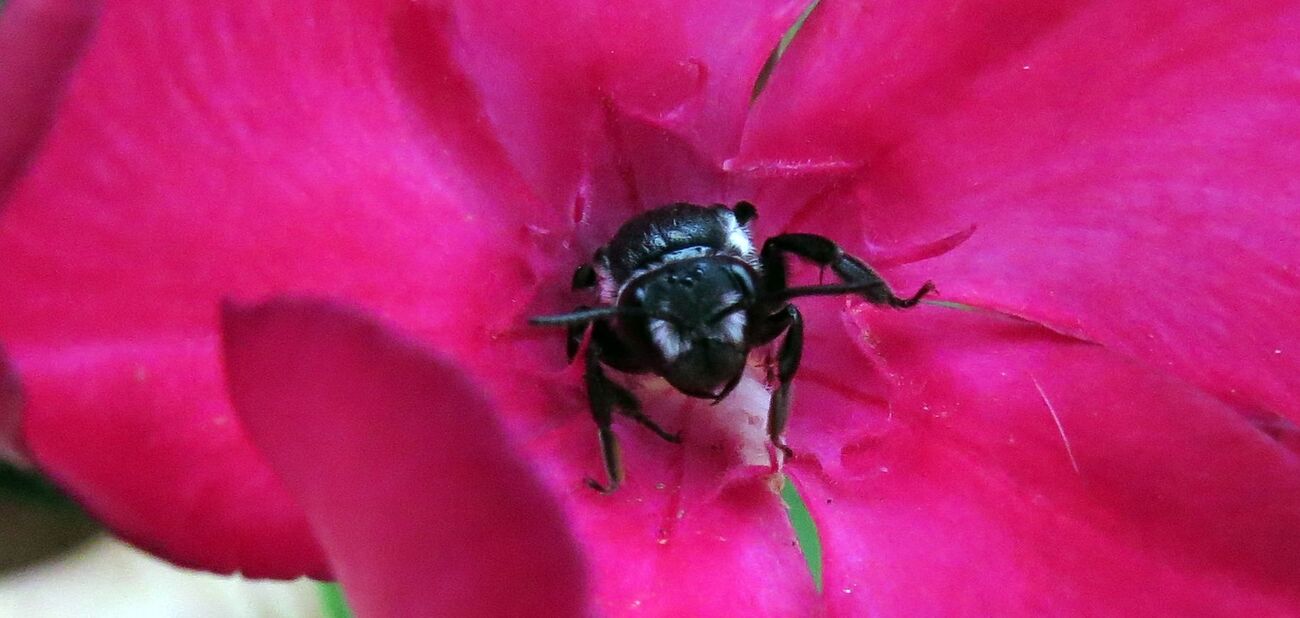 Un petit tour au jardin ce matin