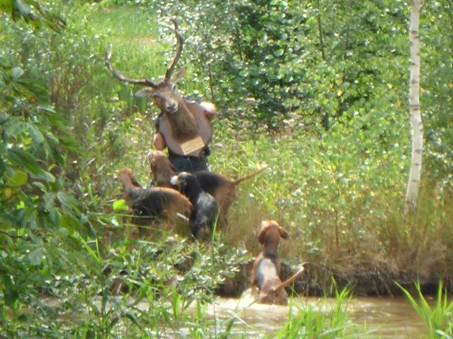 Chasse à courre démonstration. - Marynord Chasse à courre démonstration. - Marynord