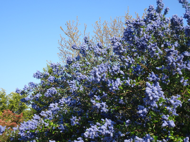 Céanothe et fleurs de printemps