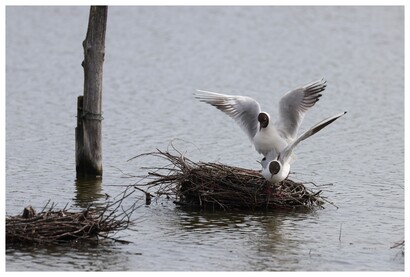 Mouettes rieuses