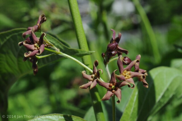 Fête à la Roseraie J - 5 : Philosophica botanica (plantes indigènes)