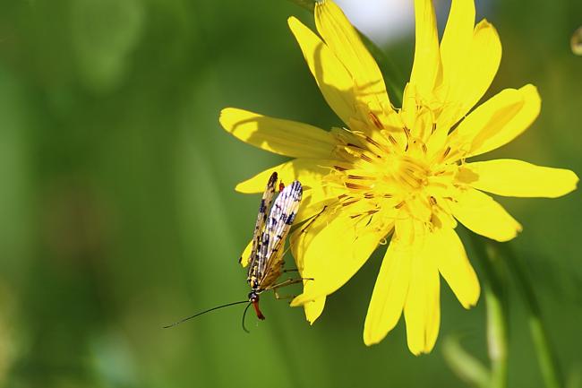 Mouche scorpion