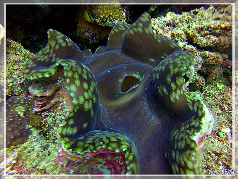Grand bénitier gaufré ou Manteau de lumière, Fluted giant clam, Squamose giant clam, Scaly clam (Tridacna squamosa) - Nosy Mitsio - Madagascar