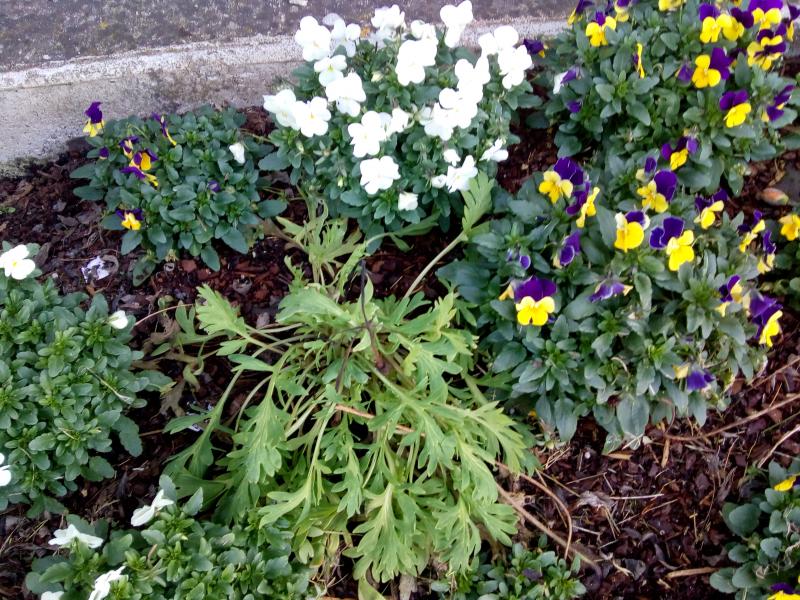 Toulenne (Gironde) ville fleurie