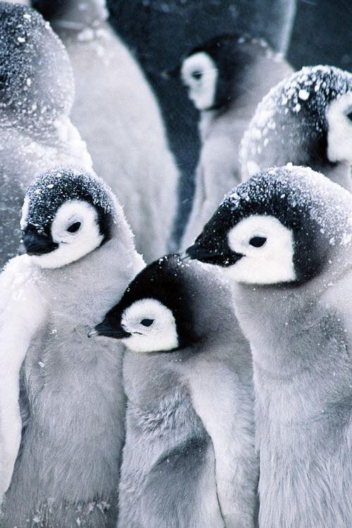 C  P  PINGOUINS  ou  MANCHOTS  2