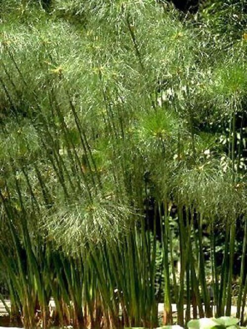 Fleurs cultivées : Papyrus