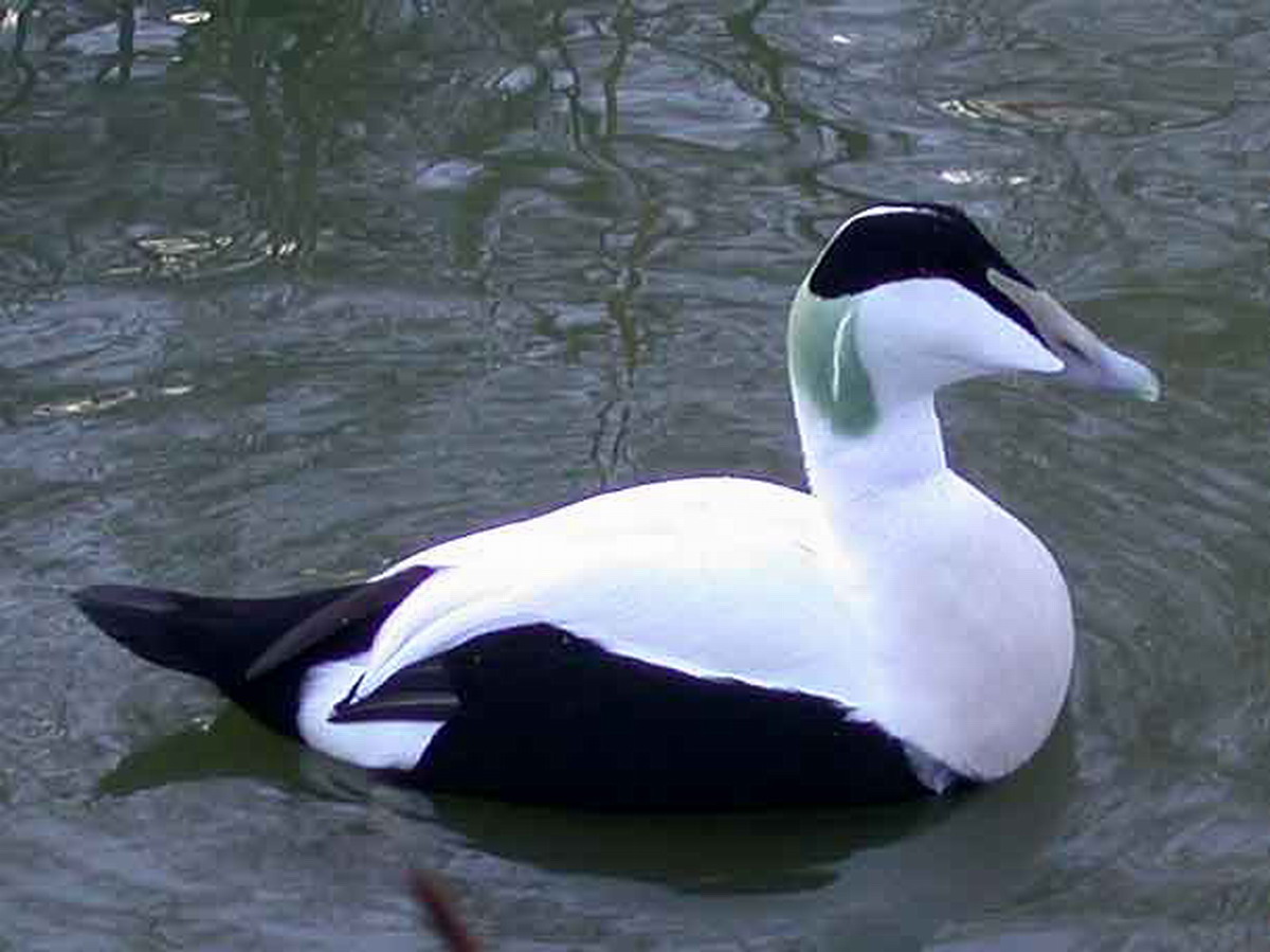 eider à duvet