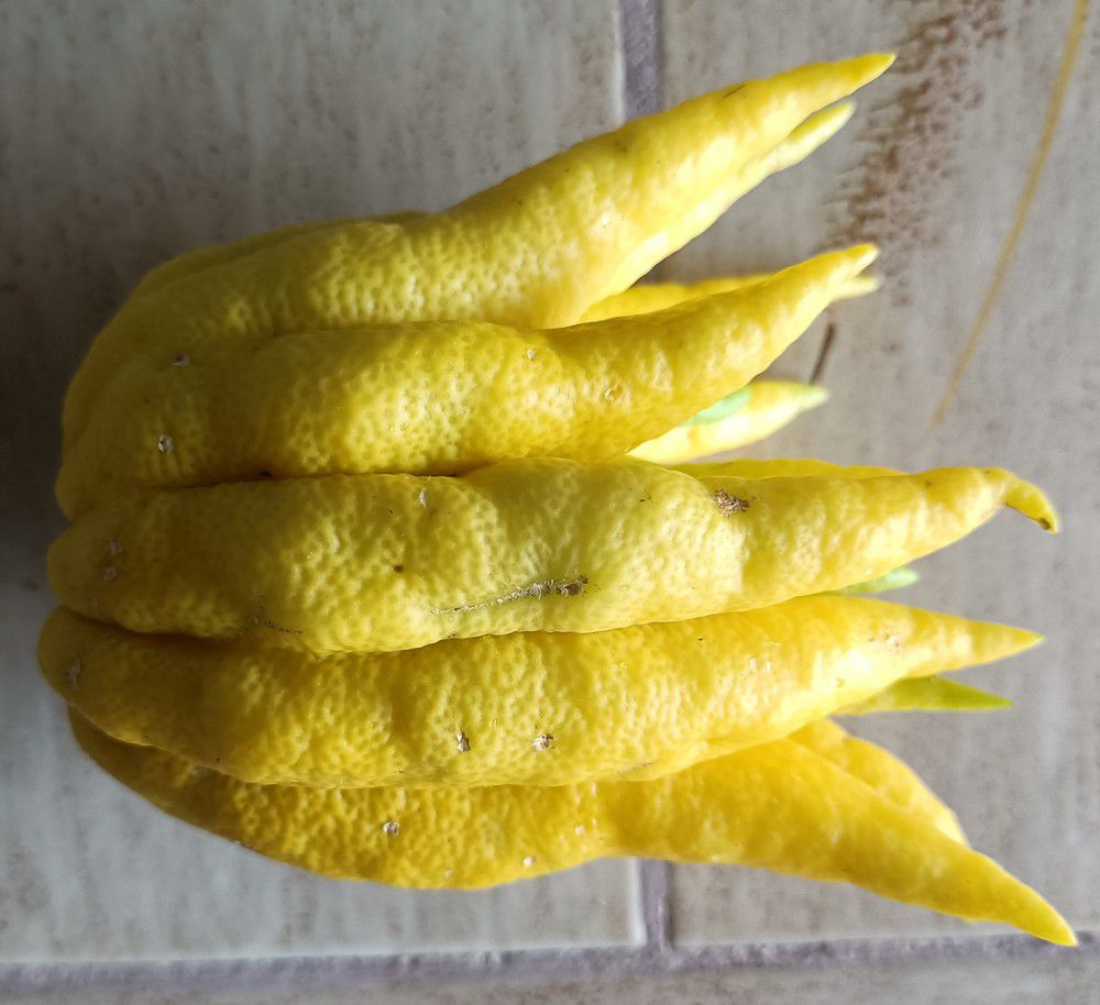 Variétés d'agrumes : les mains de bouddha...