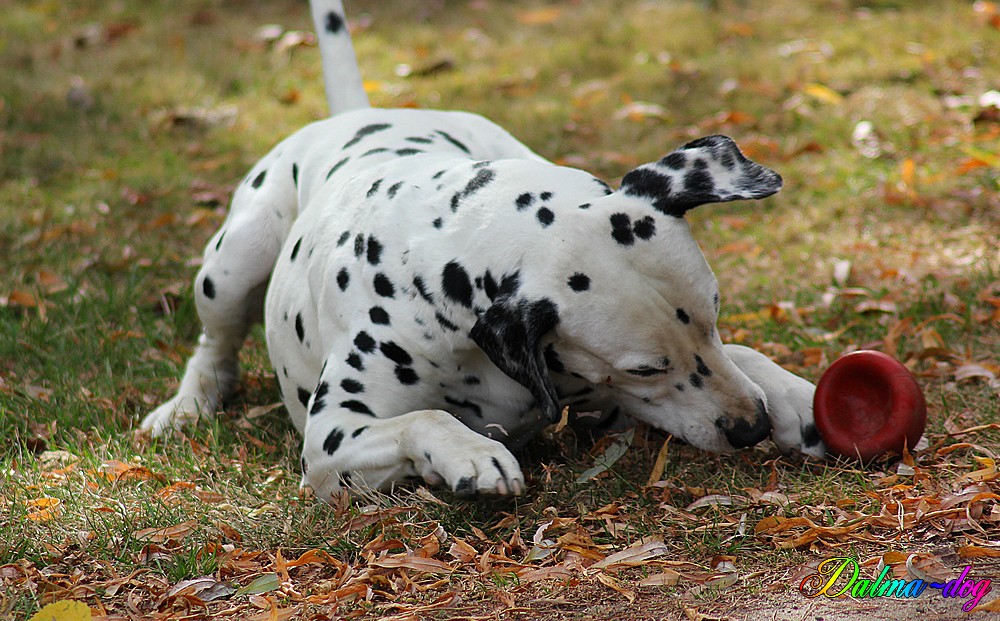 mon fils a donné un nouveau jouet aux chiens