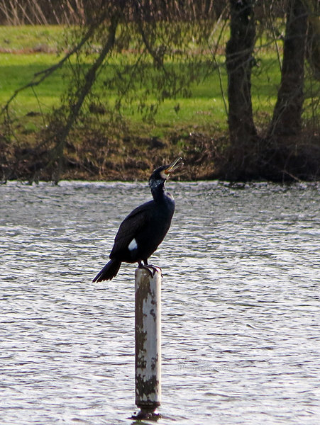 Série cormorand