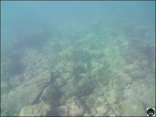 Grèce, vue sous-marine, de la mer Egée