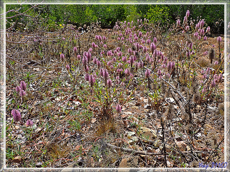 19/09/2022 : Baie de Careening ou Wunbung-gu dite Baie du Carrénage et ses fleurs roses, les Queues de minet, Pussy tail ( Ptilotus extenuatus Benl) - Kimberley - Australie