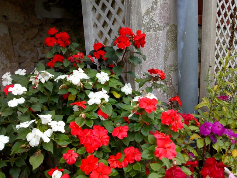 Jeudi dernier dans mon jardin