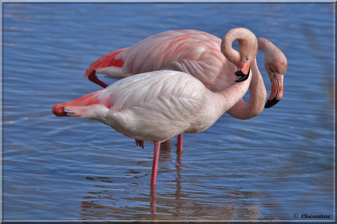 Flamants Roses ( Pont-De-Gau -13)