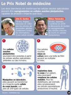 Prix Nobel et Cellules Souches