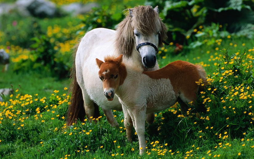 5 images de chevaux