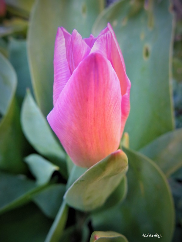La saison des tulipes  !... 