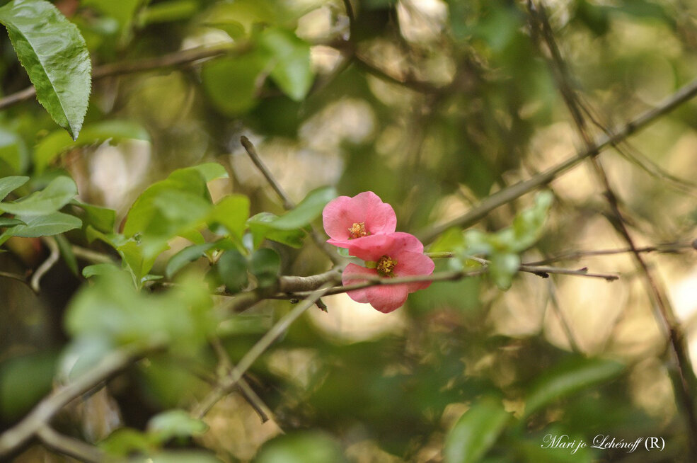 Quelques fleurs du cognassier du Japon