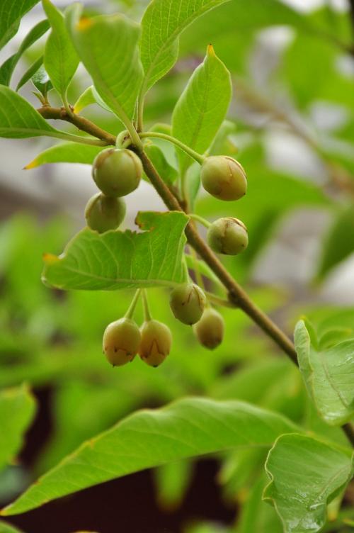 Fleurs cultivées : Iochoroma