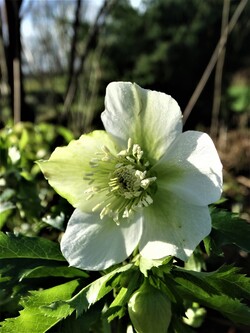 1ères floraisons de l'année: hellébores en pagaille!