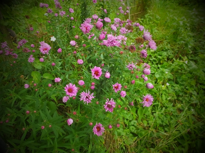 Mon petit jardin