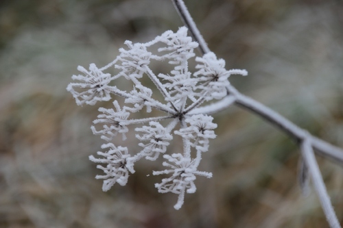 Dentelles de givre