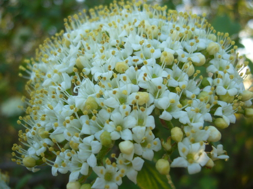 Fleurs blanches