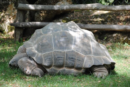 (2) La tortue géante des Seychelles.