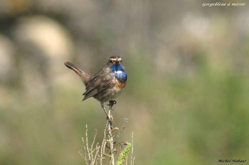 gorge bleue 