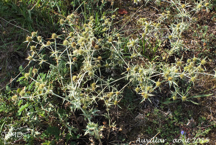 Eryngium campestre - panicaut des champs