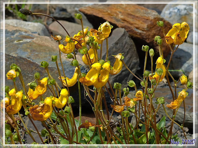 Chausson de Notre Dame, Zapatito de Nossa Senhora, Capachito (Calceolaria sp) - Parque de Torres del Paine - Patagonie - Chili