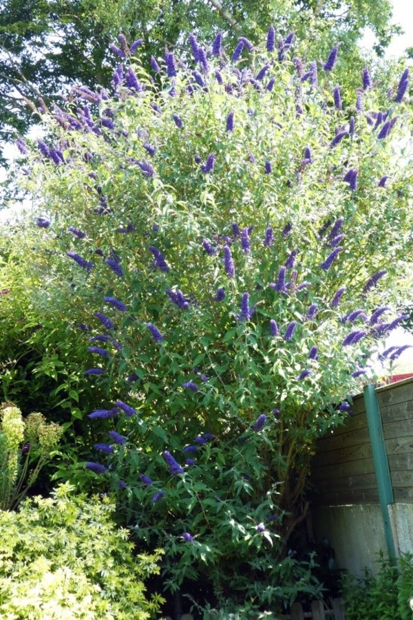 MON  ARBRE  A  PAPILLONS