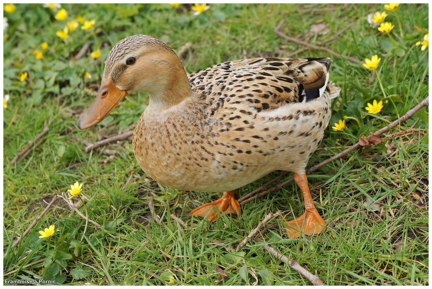 Pornic, les canards colvert en plumage nuptial