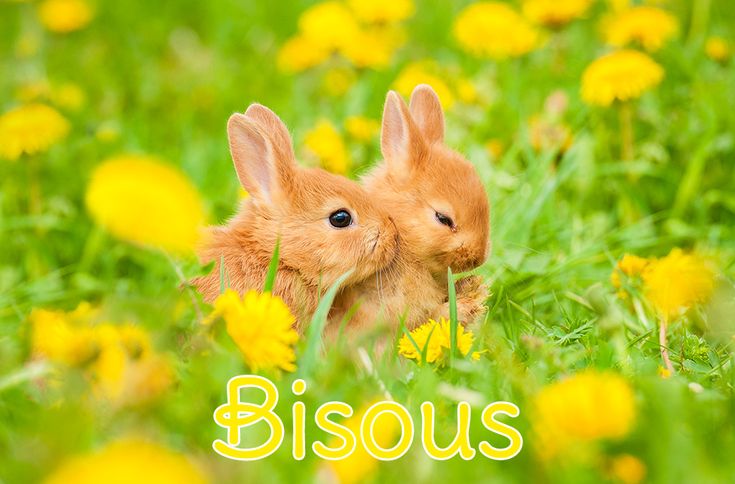 Bisous | Animales, Animal domestique, Bébés lapins