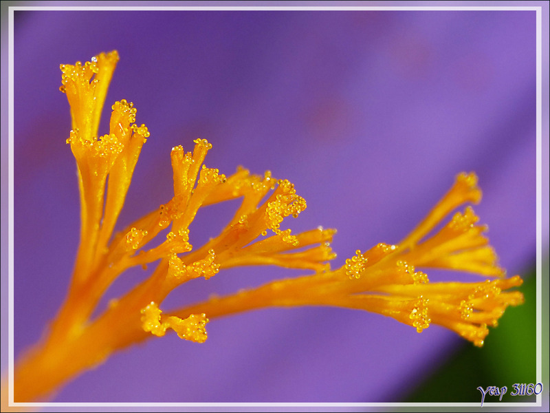 Beauté d'automne : le Crocus d'automne ou à fleurs nues (Crocus nudiflorus) - Lartigau - Milhas - 31