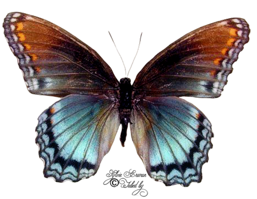 Papillons création 8