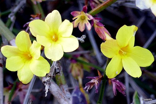 fleurs jaunes du jasmin