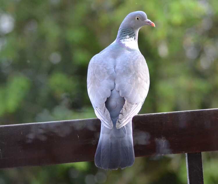 Cache cache. Bon début de semaine.