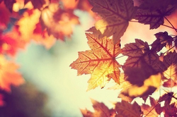 Hello autumn! 