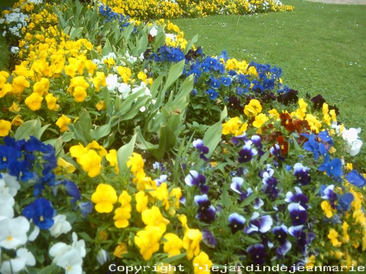 et oui nous voila bientôt au mois de Mai ;alors il faut faire les massifs d’été donc il faut arracher ces massifs d'hiver c'est bien dommage car c'est maintenant qu'ils sont la le plus beau