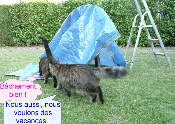 Camping cat