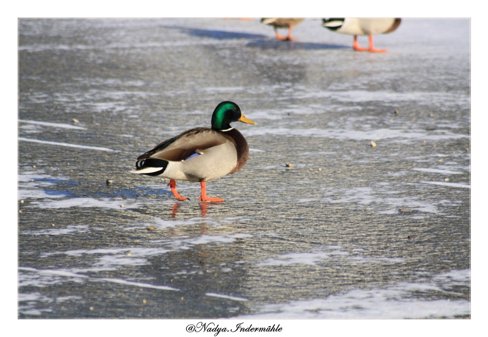 CANARD COLVERT