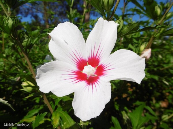 Des fleurs dans mon village, le 14 juillet...