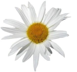 Tubes Marguerites