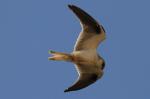Oiseaux