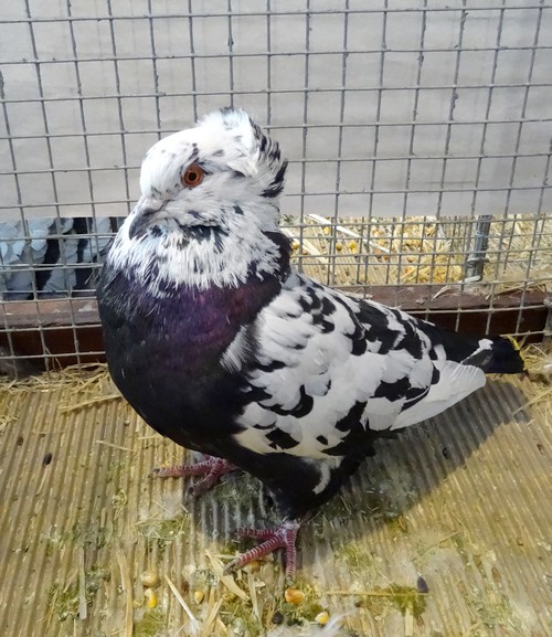 Le Salon Avicole 2016 de Châtillon sur Seine a fait découvrir de magnifiques pigeons...