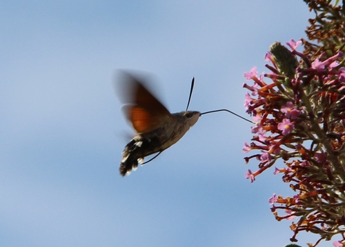 Papillons de ce jour