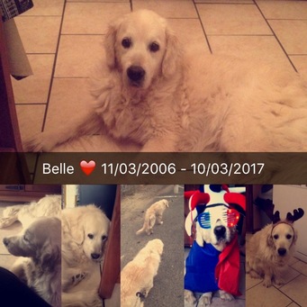 Belle ♥ 11/03/2006 - 10/03/2017