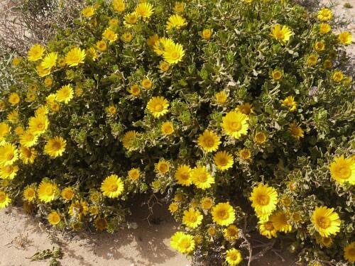 Belles petites fleurs parsèment la campagne