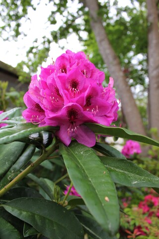 rhododendron 'Anna Krushke'